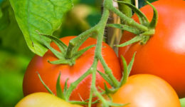 Tomatenpflanze, tomato plant