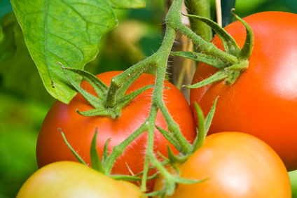 Tomatenpflanze, tomato plant