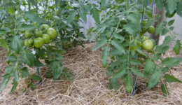 Mulchschicht aus Stroh unter Tomatenpflanzen