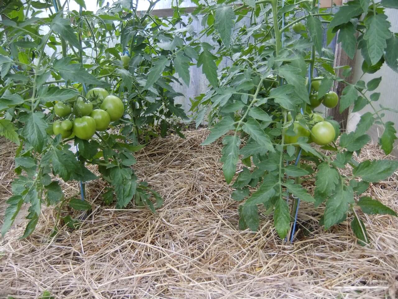 Mulchschicht aus Stroh unter Tomatenpflanzen