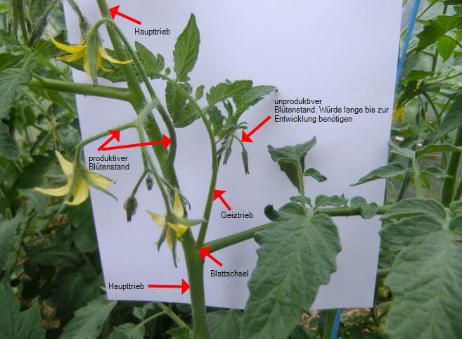 Anleitung für das Ausgeizen von Tomaten