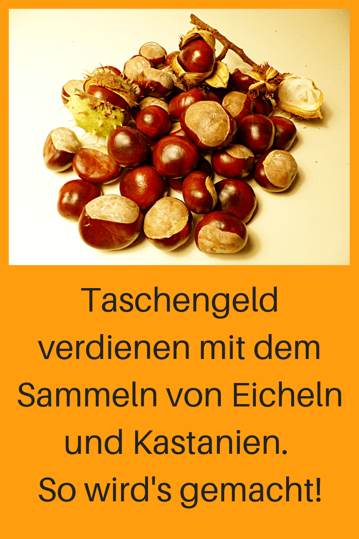 Taschengeld verdienen – Lohnt es sich Eicheln und Kastanien zu sammeln?