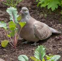 Taube frisst Kohlrabiblätter