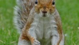 Wie kann ich Eichhörnchen in den Garten locken