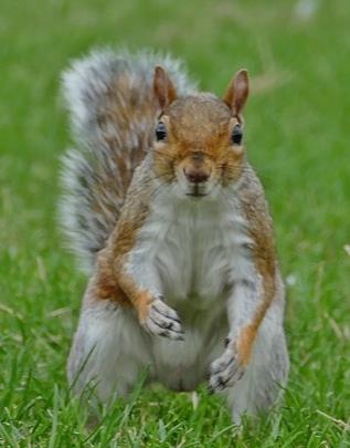 Wie kann ich Eichhörnchen in den Garten locken