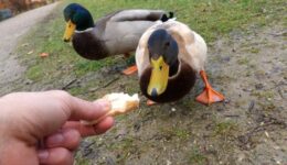 Brot-ist-fuer-Stockenten-nicht-geeignet