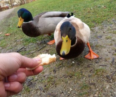 Brot-ist-fuer-Stockenten-nicht-geeignet