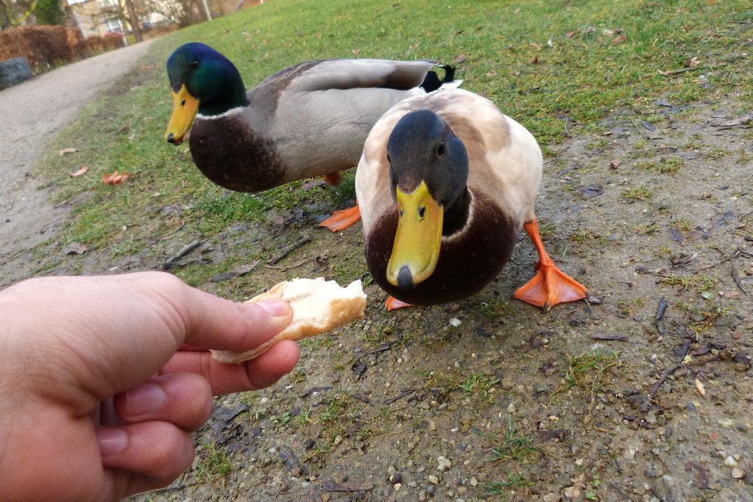 Brot-ist-fuer-Stockenten-nicht-geeignet