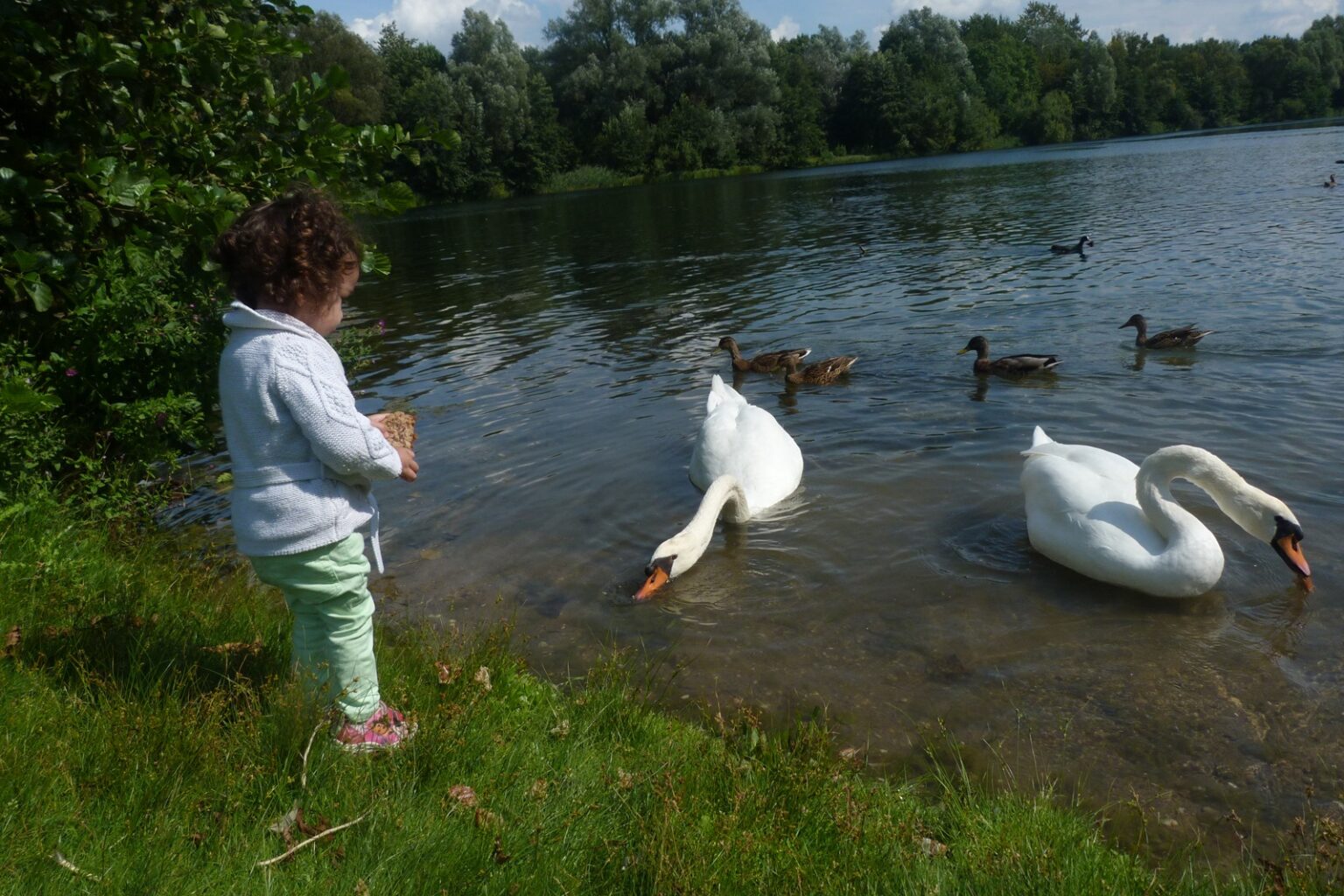 Was Passiert Wenn Enten Brot Essen Enten mit Brot füttern? Ja oder Nein? | Die Netz-Lupe